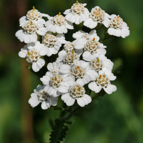 Yarrow_(Achillea_millefolium)