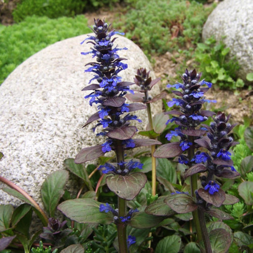 Bugle (Ajuga)