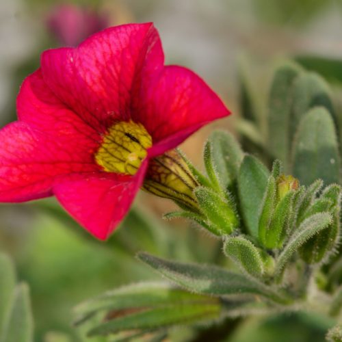 Calibrachoa