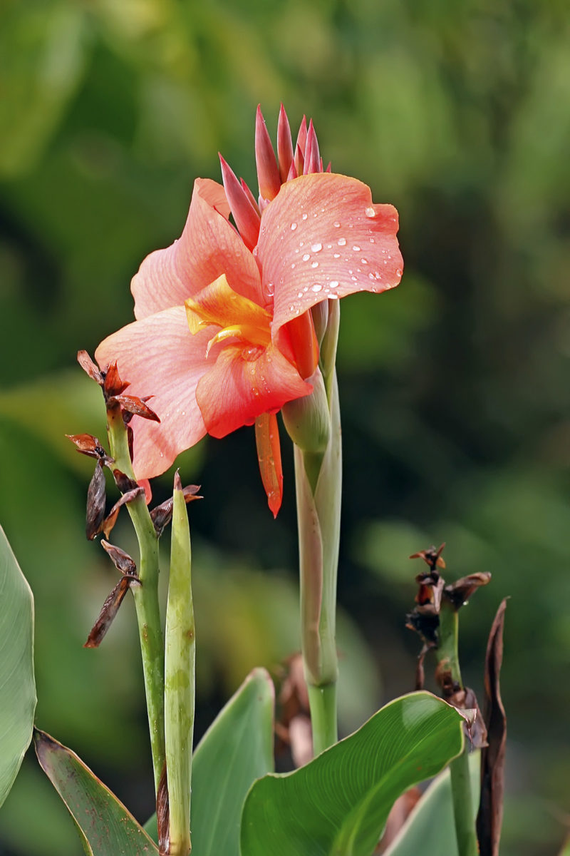 Canna Lily Plantorium