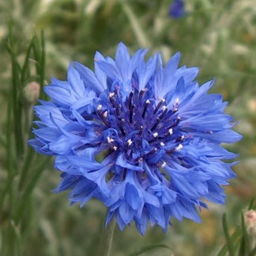 Centaurea Bachelor Buttons