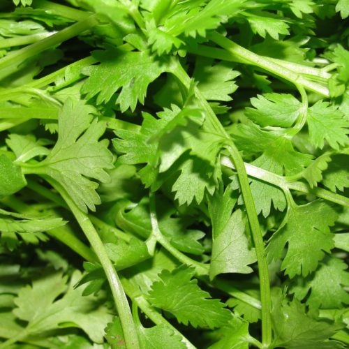 Cilantro