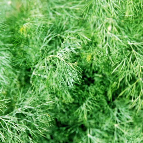 Fresh ingredients : fernleaf dill