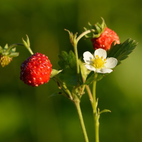 Fragaria Wild Strawberry