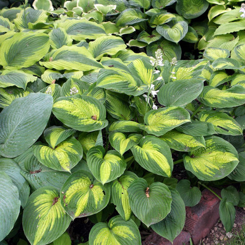 Hosta