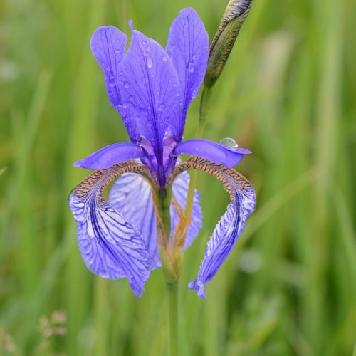 Iris Siberian