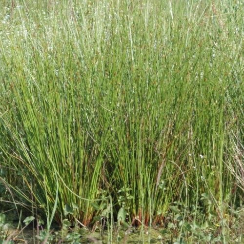 Juncus