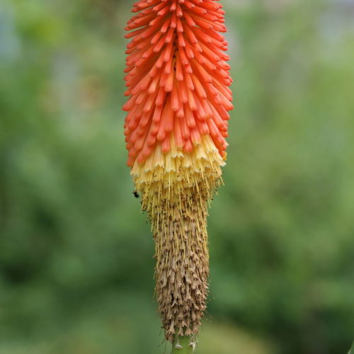 Kniphofia Red Hot Poker