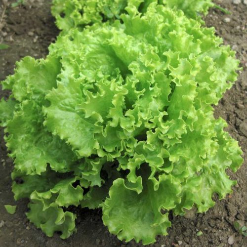 Lettuce “Salad Bowl”