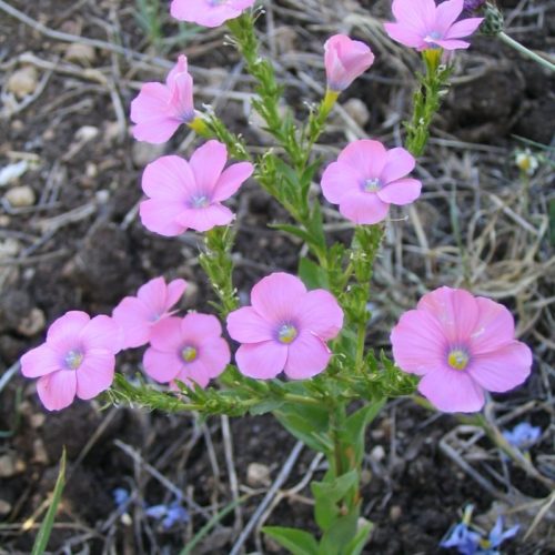 Linum Flax