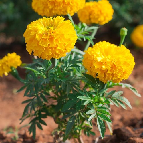 Marigold Medium