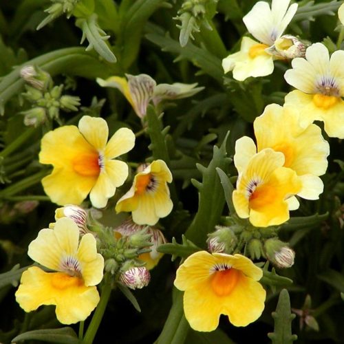 Nemesia