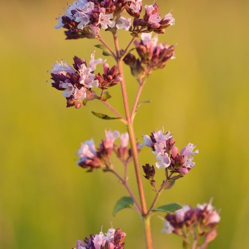 Oregano