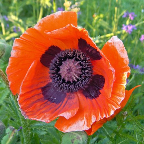 Papaver Oriental Poppy