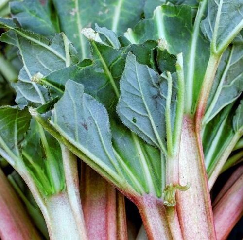 Rhubarb