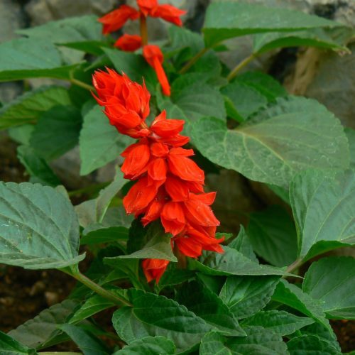 Salvia Splendens