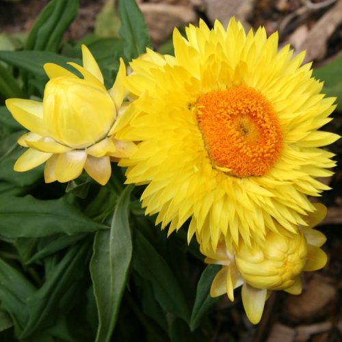 Strawflower